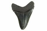 Serrated, Fossil Megalodon Tooth - South Carolina #122247-1